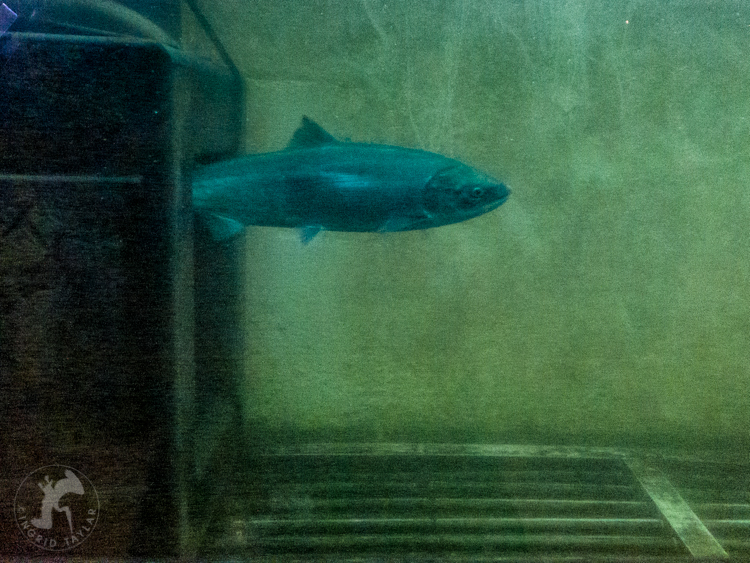 Ballard Locks Salmon Ladder