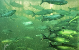 Sockeye Salmon Run at Ballard Locks