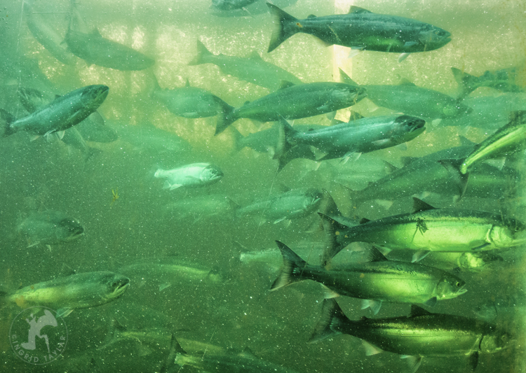 Sockeye Salmon Run at Ballard Locks