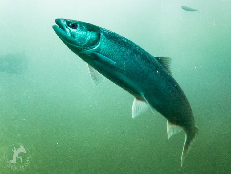 Salmon Swimming in Seattle