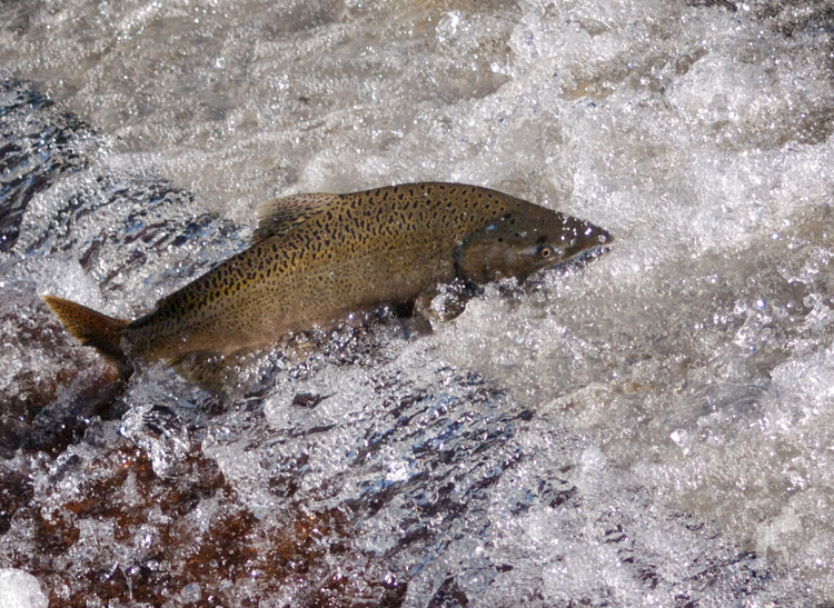 Salmon at Issaquah Hatchery