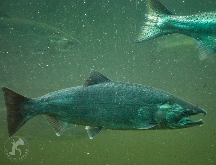 Sockeye Salmon Swimming