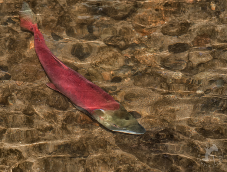 Red Sockeye Salmon in River