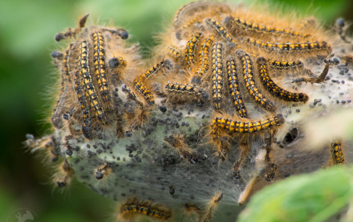 Tent Caterpillars on branch