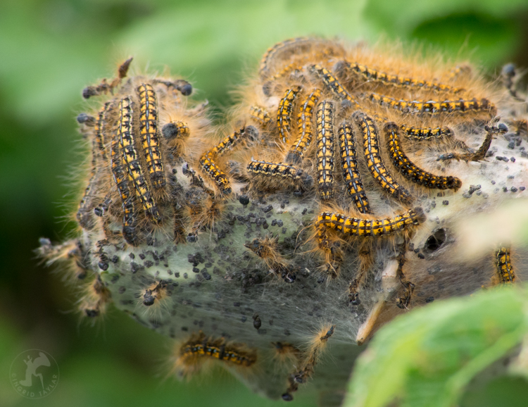 Tent Caterpillars on branch