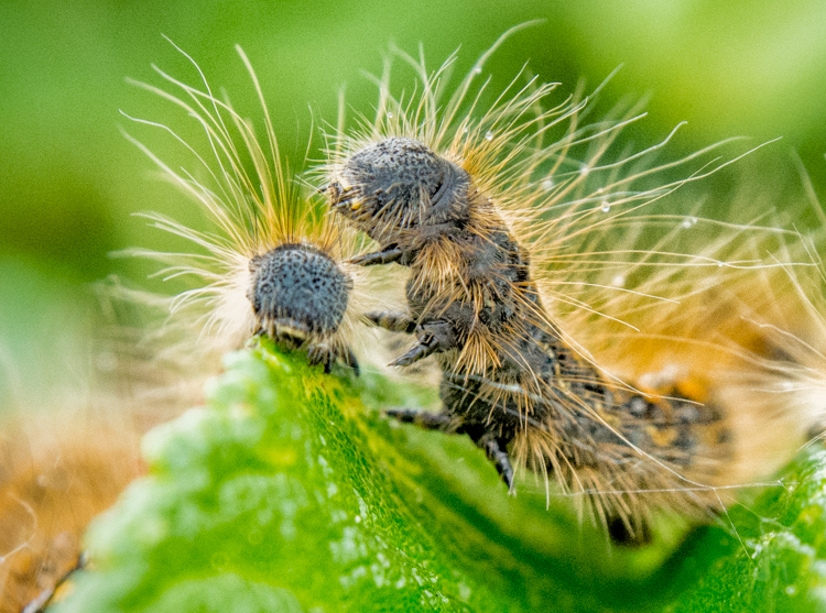 Tent Caterpillars on Branch in Seattle