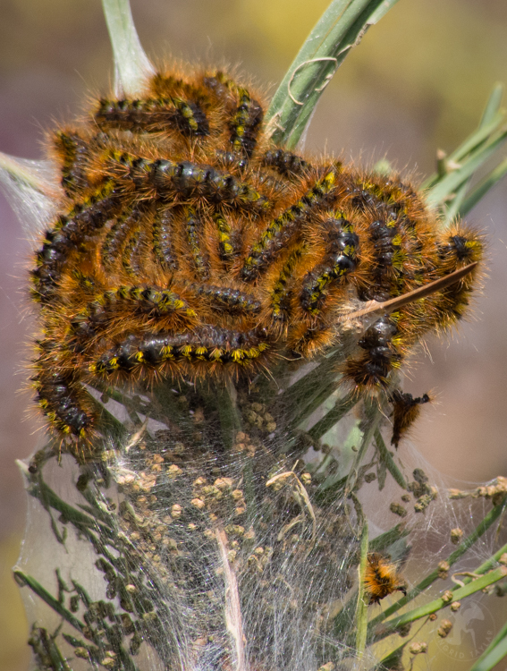 Tent Caterpillars on Branch