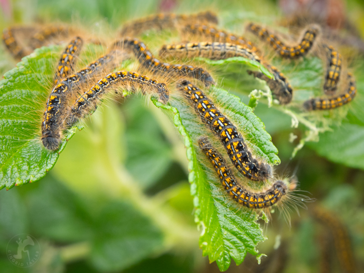 Tent Caterpillars on Branch