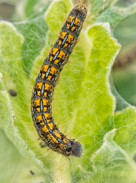 Tent Caterpillar on leaf