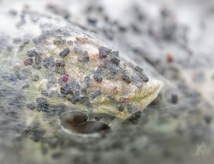 Tent Caterpillars on Branch