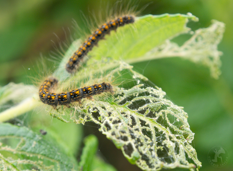 Tent Caterpillars on Leaf