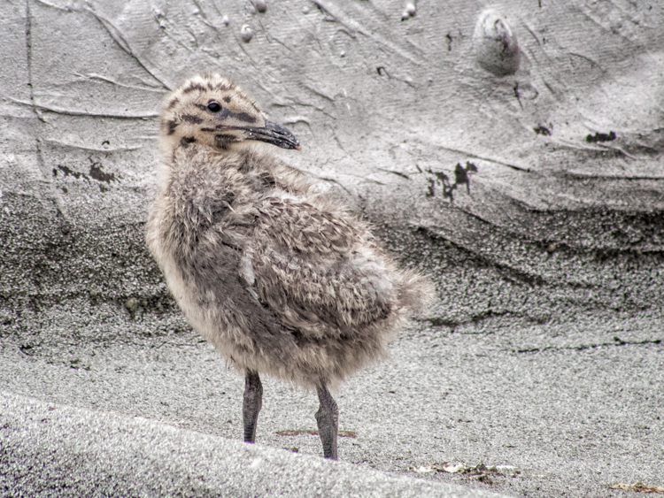 Glaucous-winged Gulls in rooftop nest