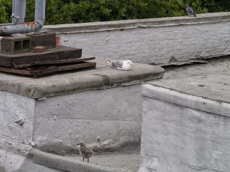 Gull Nest on Seattle Rooftop