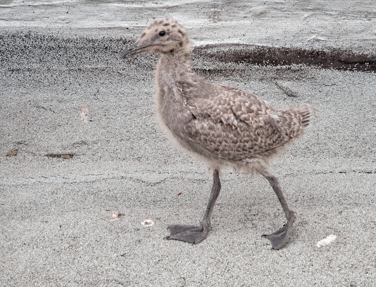 Glaucous-winged Gull chick