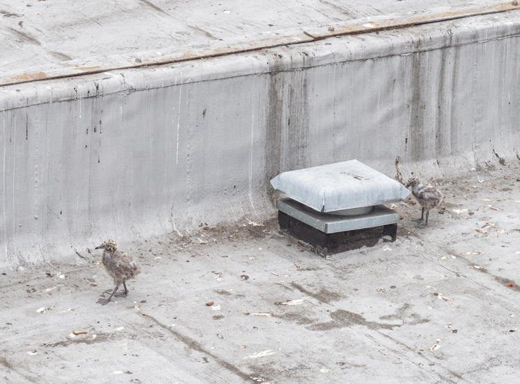 Glaucous-winged Gulls in rooftop nest