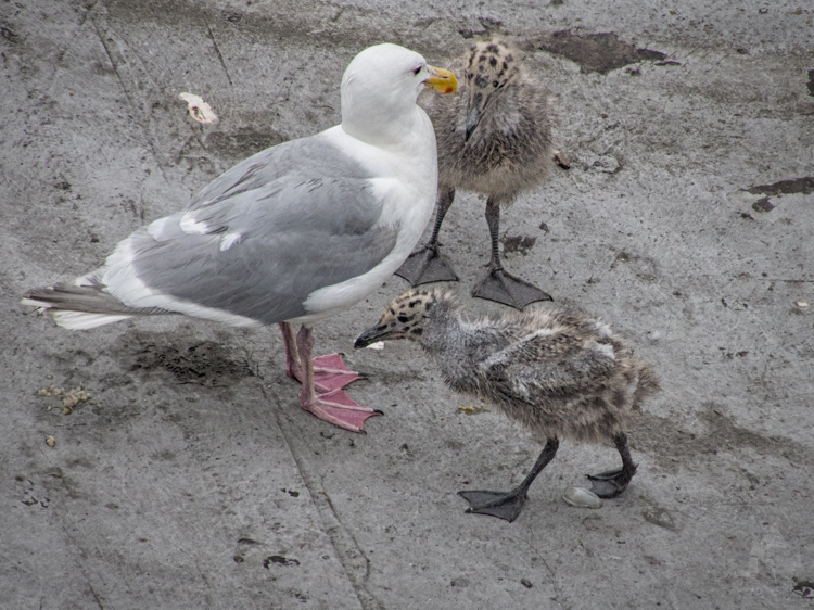 Glaucous-winged Gull parent and chicks
