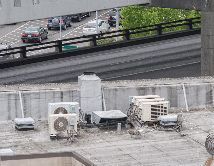 Gull Rooftop Nest