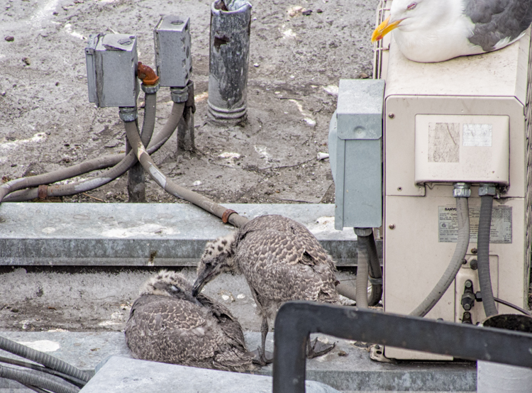 Glaucous-winged Gulls in rooftop nest