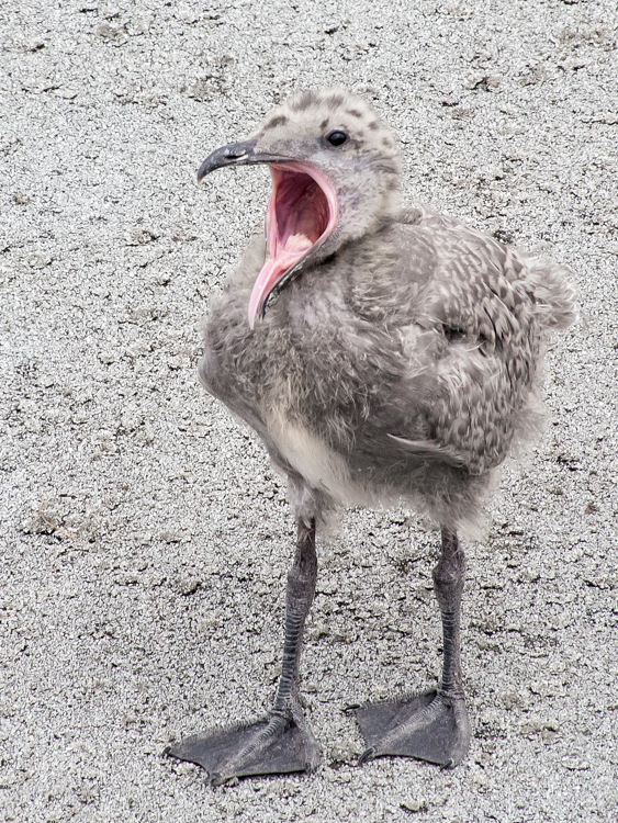 Glaucous-winged Gull chick yawn