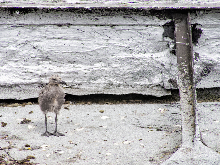 Gull chick on Seattle rooftop