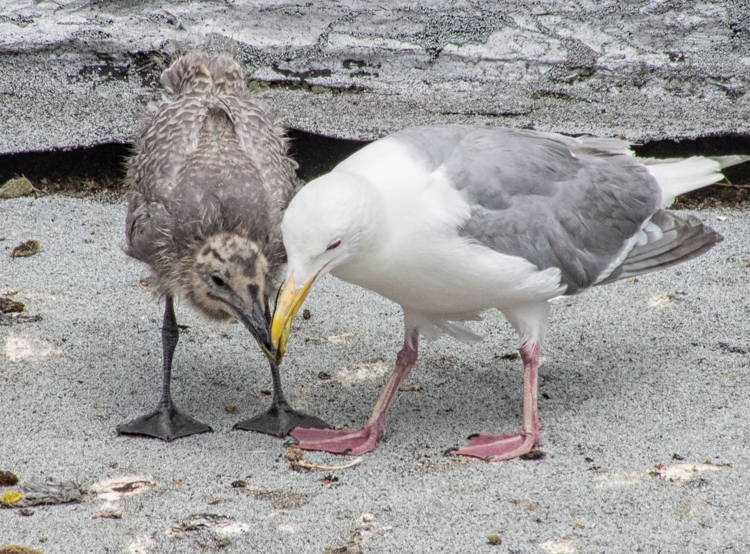 Glaucous-winged Gull parent and chick