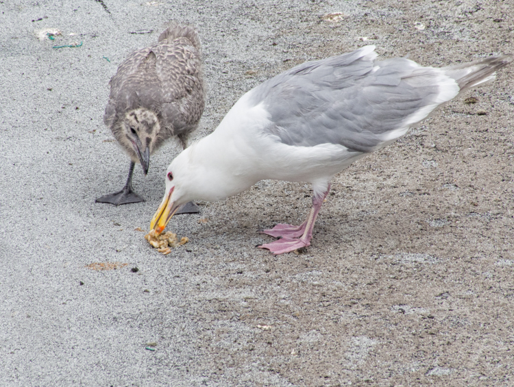 Glaucous-winged Gull parent feeding chick