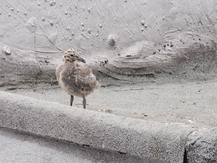 Gull Chick on Seattle Rooftop