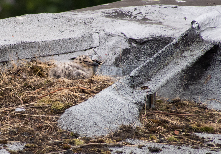 Glaucous-winged Gull chick in rooftop nest