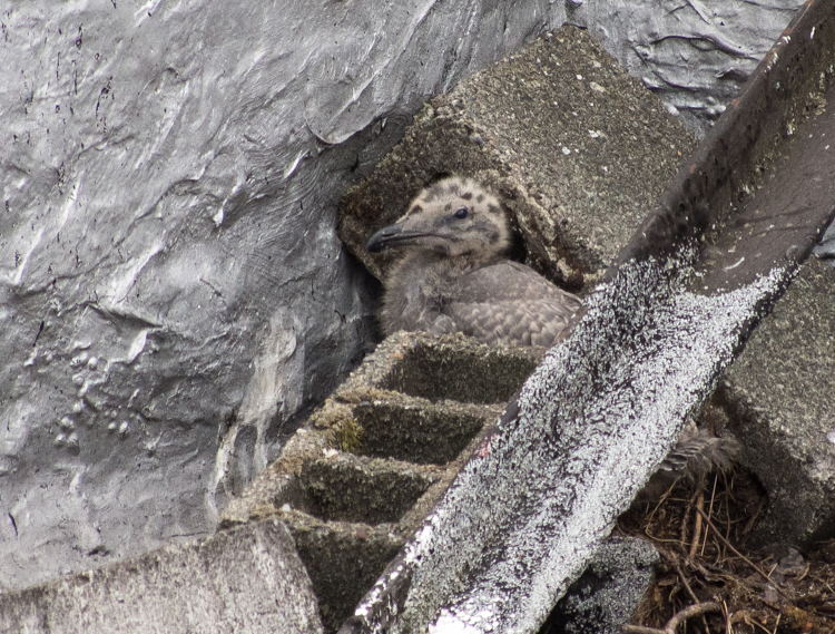 Gull chick on Seattle rooftop nest