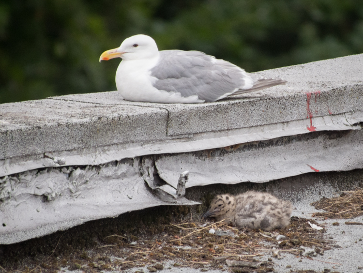 Glaucous-winged Gull parent and chick on nest