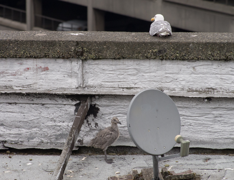 Glaucous-winged Gulls in rooftop nest