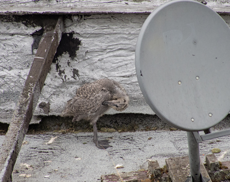 Glaucous-winged Gulls in rooftop nest