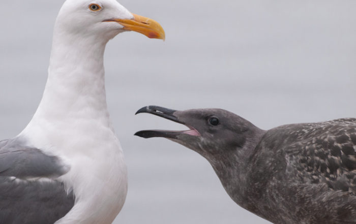 Gull Parent and Juvenile