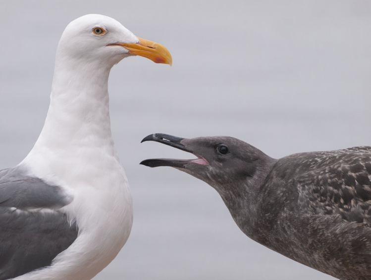 Gull Parent and Juvenile