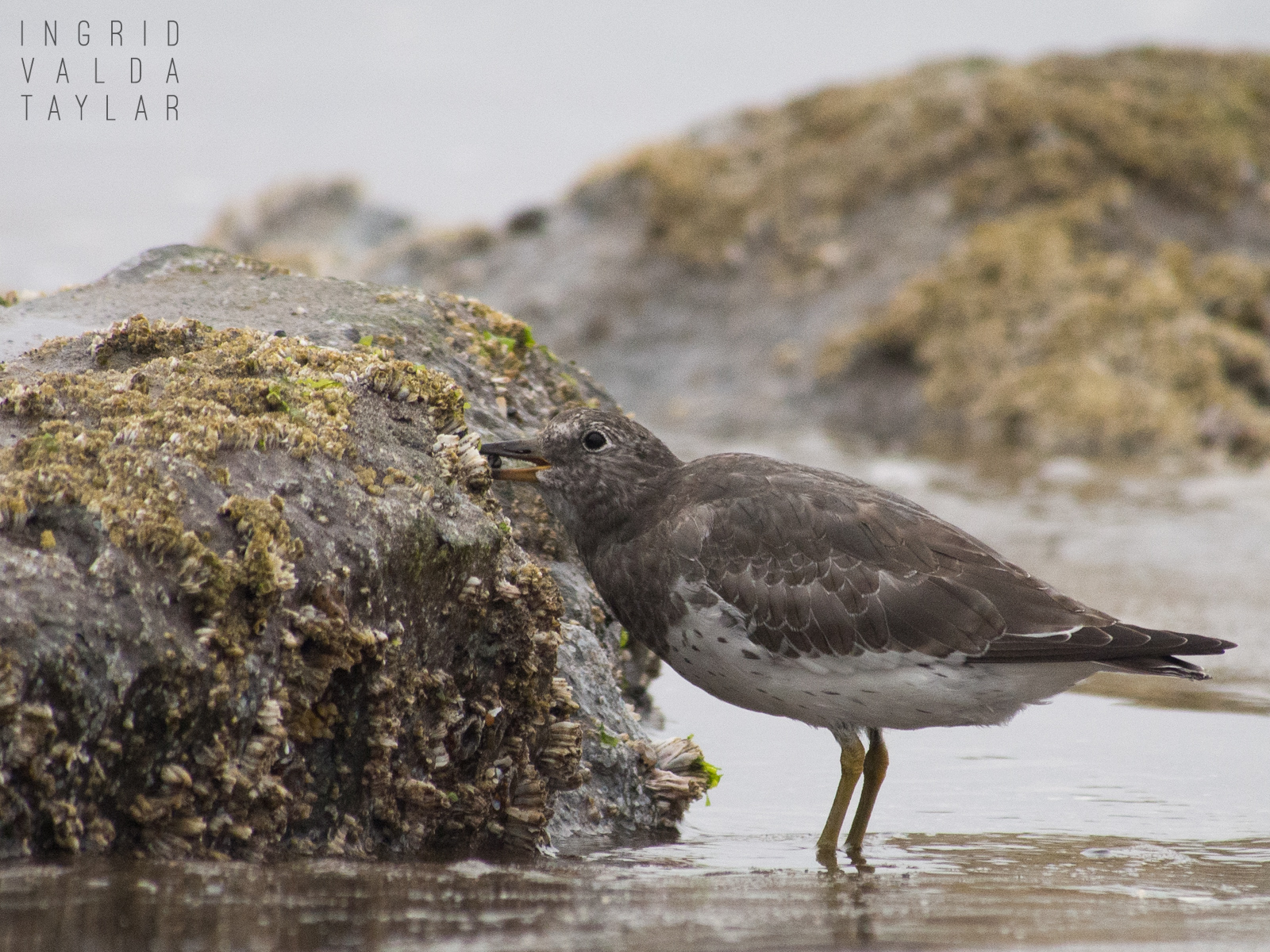 Surfbird Foraging at Low Tide 2