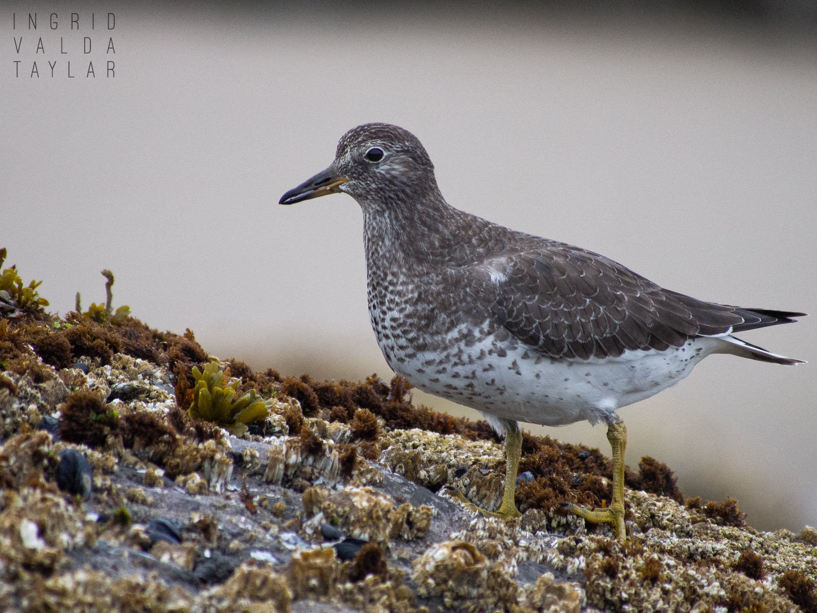 Surfbird Foraging at Low Tide