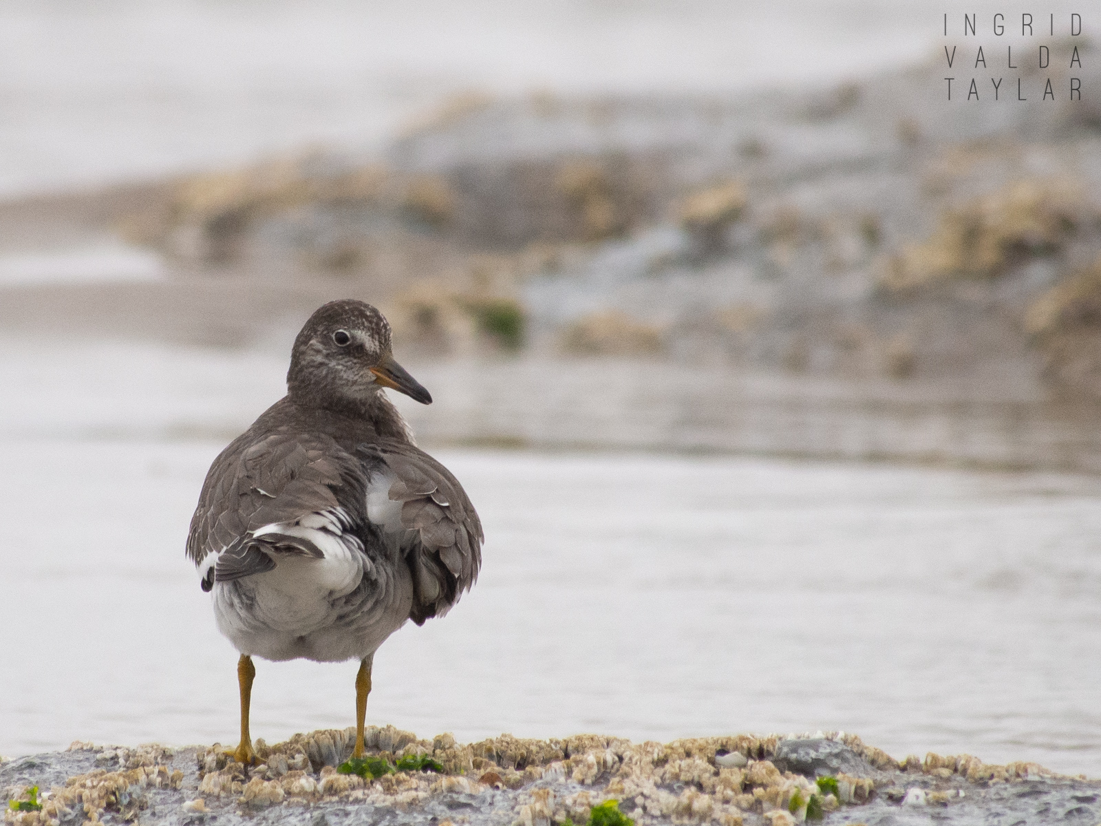 Surfbird Preening on Oregon Coast