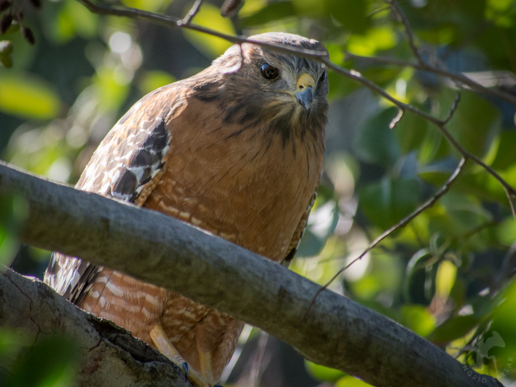 Hawk looking through branches