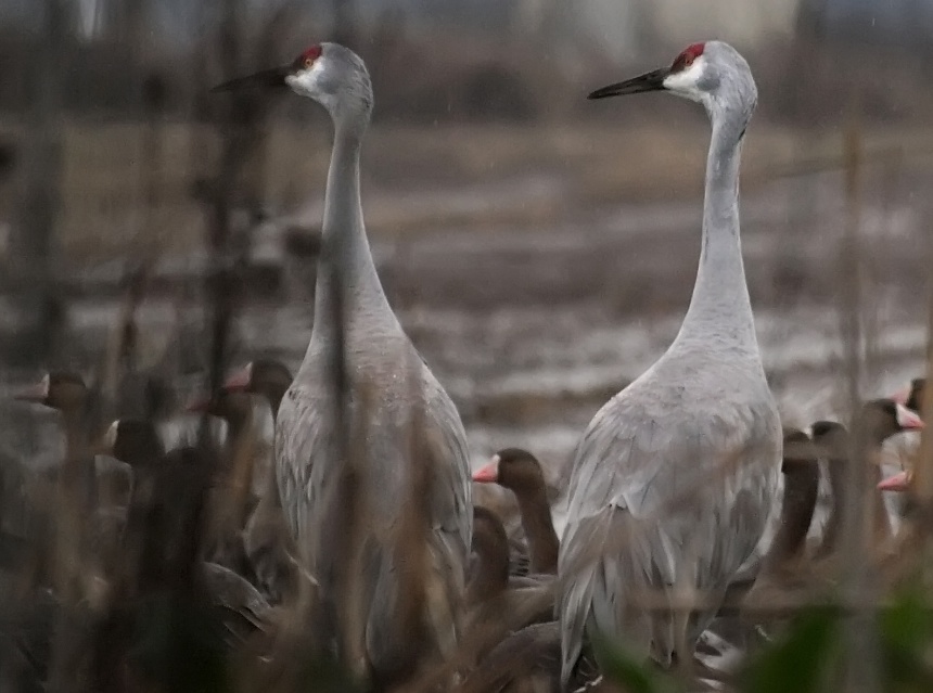 Sandhill Cranes hiding in reeds