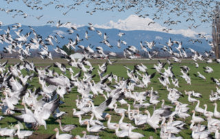 Snow Geese taking flight on Fir Island Washington