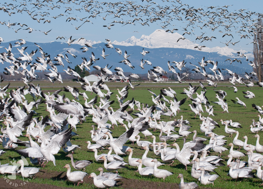 Snow Geese taking flight on Fir Island Washington