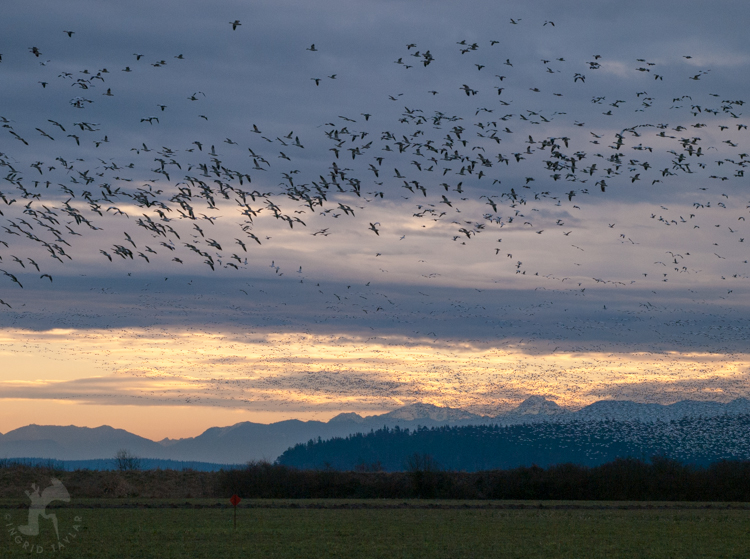 Snow Geese Flying at Dusk