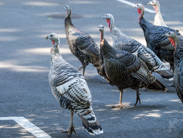 Smoke Phase Wild Turkeys