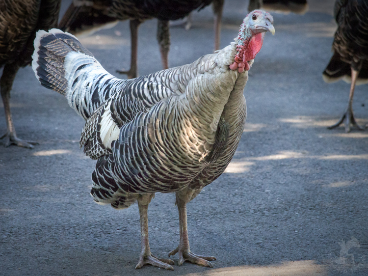 White Wild Turkey Smoke Phase 