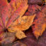 Autumn maple leaves in red and orange