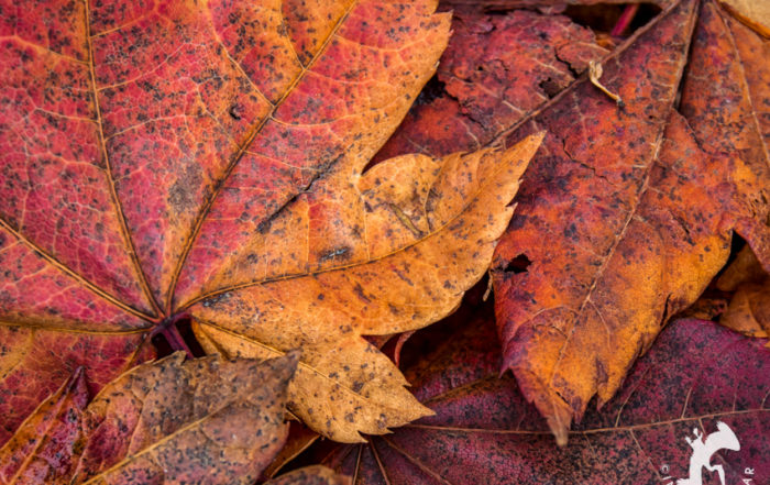 Autumn maple leaves in red and orange