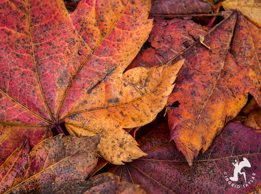 Autumn maple leaves in red and orange