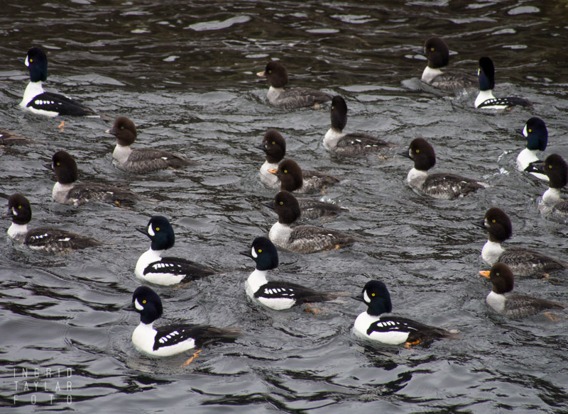 Barrow's Goldeneyes Swimming on Elliott Bay