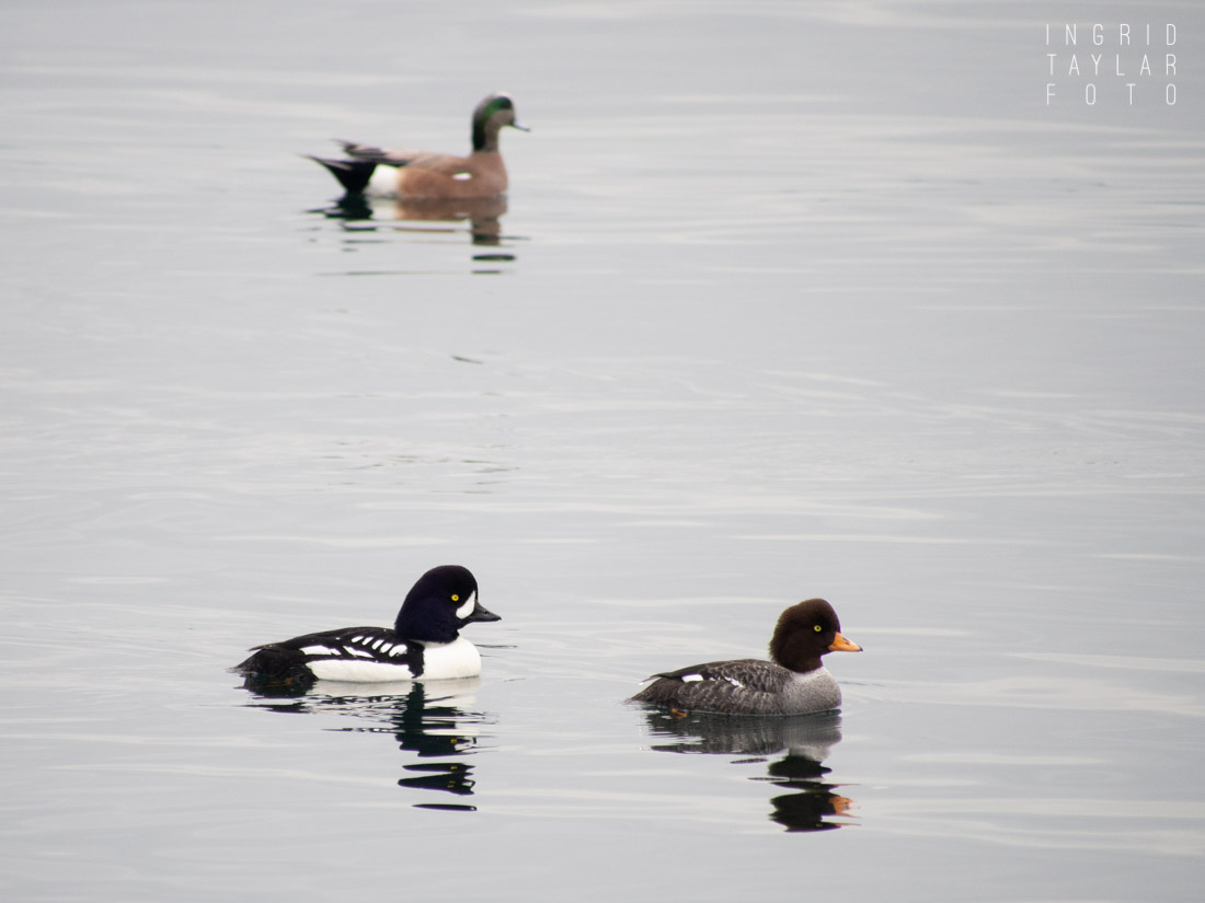 Barrow's Goldeneyes on Elliott Bay