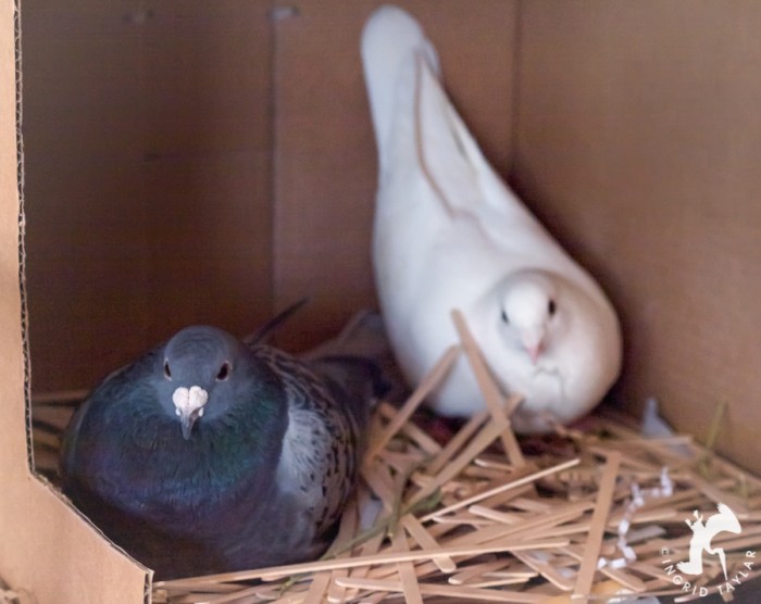 Pigeons in nesting box